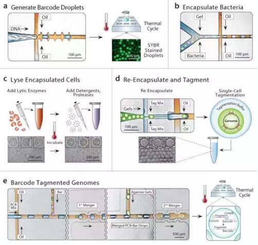 1657258337124462.jpg 應(yīng)用于微生物的研究