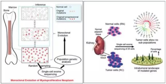 1657258382120945.jpg 應(yīng)用于腫瘤研究