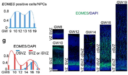 Nature:人腦前額葉發(fā)育的單細(xì)胞圖譜_單細(xì)胞轉(zhuǎn)錄組測(cè)序