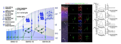 Nature:人腦前額葉發(fā)育的單細(xì)胞圖譜_單細(xì)胞轉(zhuǎn)錄組測(cè)序