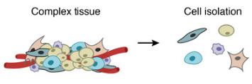 一個復雜的組織被分解成單個細胞。DROP-SEQ