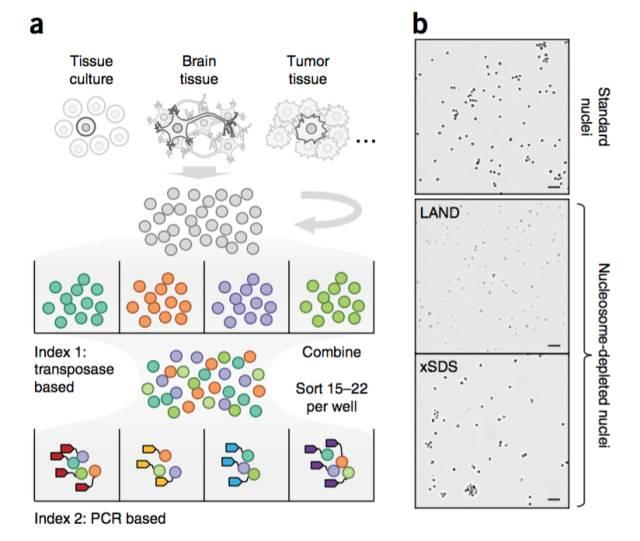 不使用微流控如何實(shí)現(xiàn)高通量測序單細(xì)胞基因組？