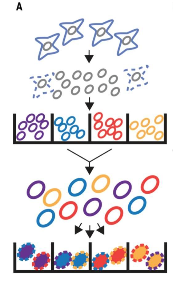 不使用微流控如何實(shí)現(xiàn)高通量測序單細(xì)胞基因組？