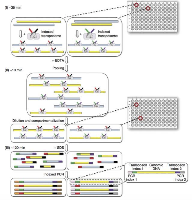 不使用微流控如何實(shí)現(xiàn)高通量測序單細(xì)胞基因組？