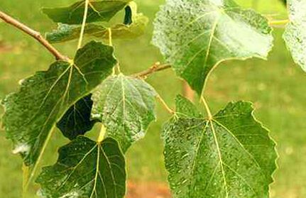 轉(zhuǎn)錄組測(cè)序